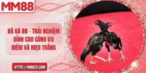Đá gà 88 - Trải nghiệm đỉnh cao cùng ưu điểm và mẹo thắng